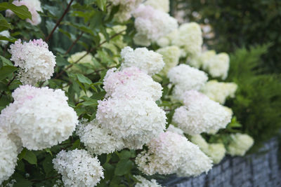 Close-up of white flowering plant