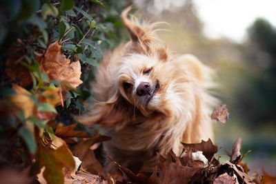 Dog shaking off fallen autumn leaves