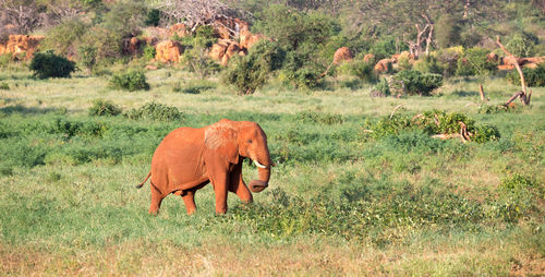Elephant in a field