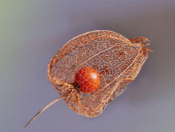 Close-up of insect on leaf against gray background