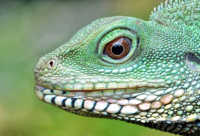 Close-up of a lizard