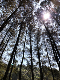 Low angle view of trees in forest against sky