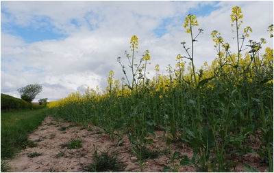 Plants growing on field against sky