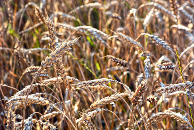 Close-up of crops on field