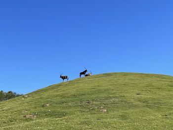 grassland