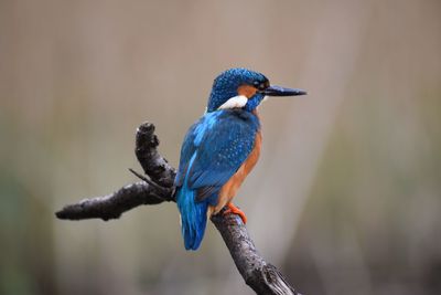 Bird perching on blue outdoors