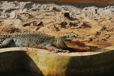 Close-up of lizard on rock