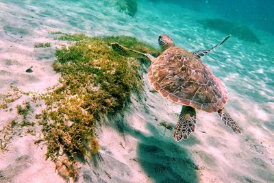 High angle view of crab on beach