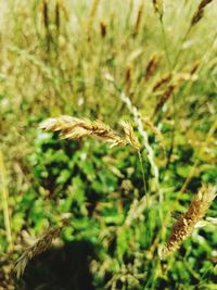 Close-up of wheat growing on field