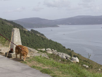 A dog at finisterre cape. spain.
