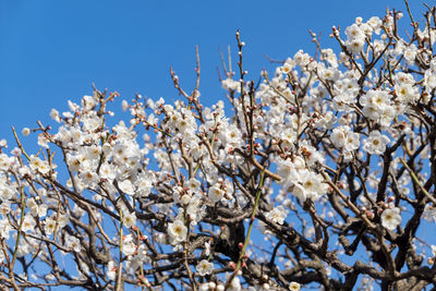 Low angle view of cherry blossoms against clear sky