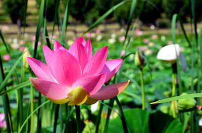 Close-up of pink lotus water lily