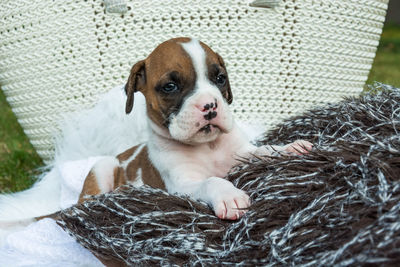 Small lying dog boxer in patches