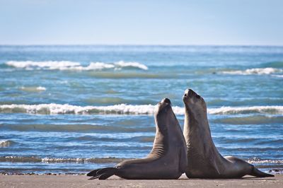 Elephant seals on shore
