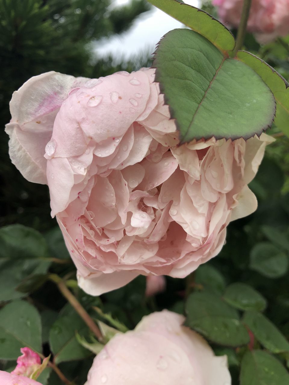 CLOSE-UP OF PINK ROSE WITH WATER DROPS ON PLANT