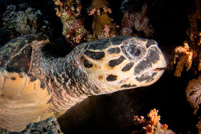 Close-up of turtle in sea
