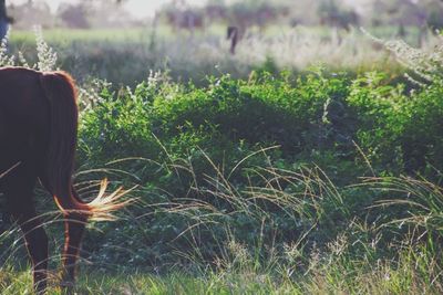 Plants growing on grassy field