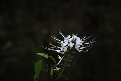 Close-up of white flowering plant