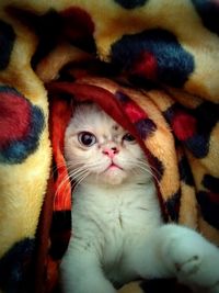 Close-up portrait of a cat