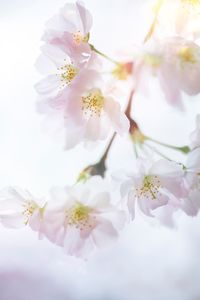 Close-up of white flowers