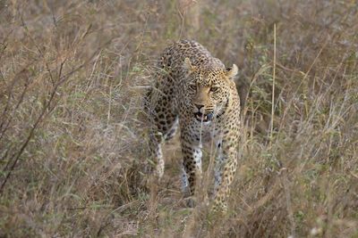 Leopard in the serengeti