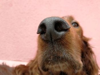 Close-up of a dog