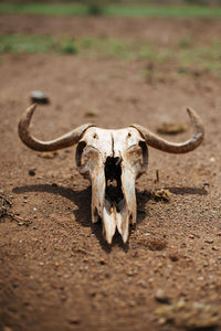 View of animal skull on field