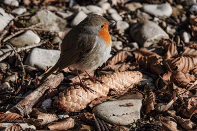 Close-up of bird perching on a field