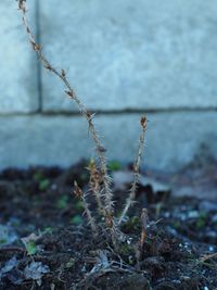 Close-up of dry plant on field during winter