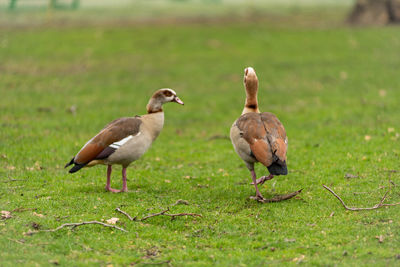 Ducks on a field