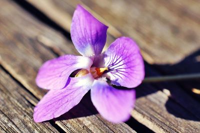 Close-up of purple crocus