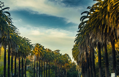 Low angle view of coconut palm trees against sky