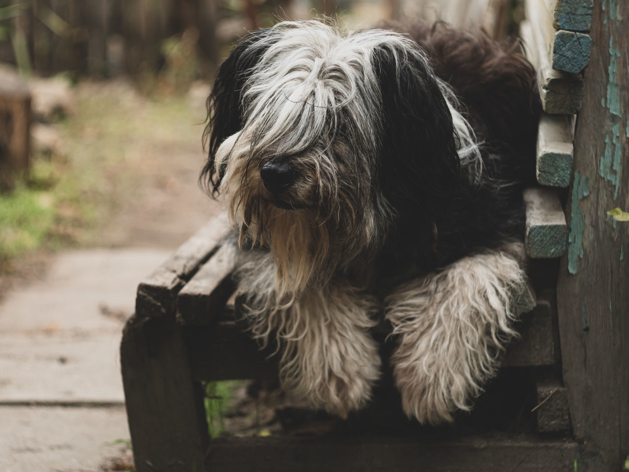 CLOSE-UP OF A DOG LOOKING AWAY