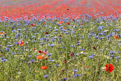 View of poppy flowers in field