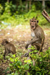 Monkey sitting on tree in forest