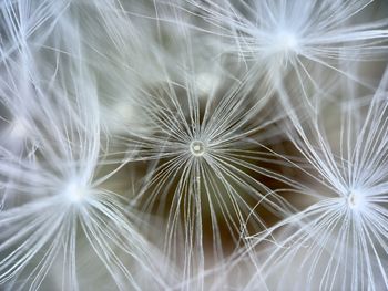 Close-up of dandelion