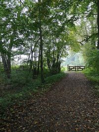 Trees in park