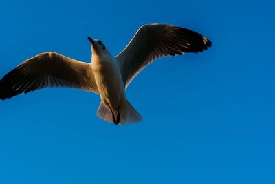 Low angle view of seagull flying against clear blue sky