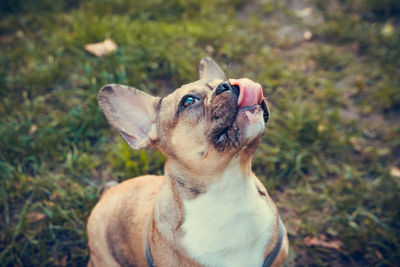 dog