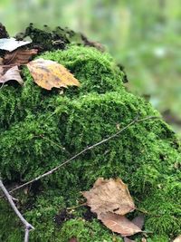 Close-up of mushroom growing in forest