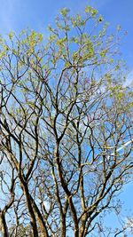 Low angle view of tree against clear sky