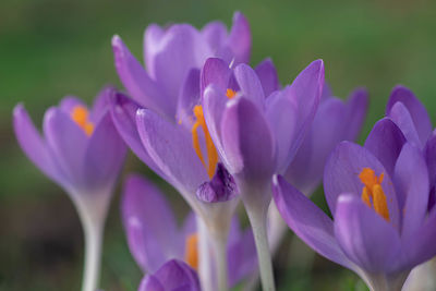 Close-up of purple crocus flowers