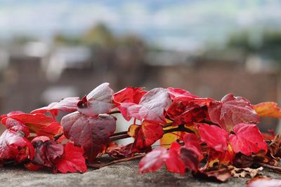 Close-up of red flowers against sky