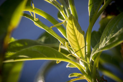 Close-up of green leaves