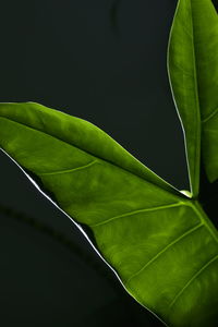 Close-up of leaves