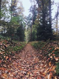 Dirt road amidst trees