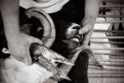 Midsection of man holding sheep and scissors