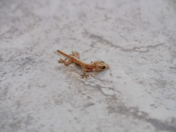High angle view of gecko on tiled floor