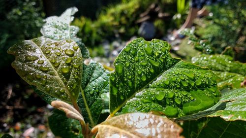 Close-up of water drops on leaf