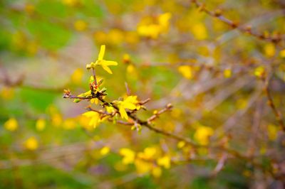 Close-up of yellow flowers